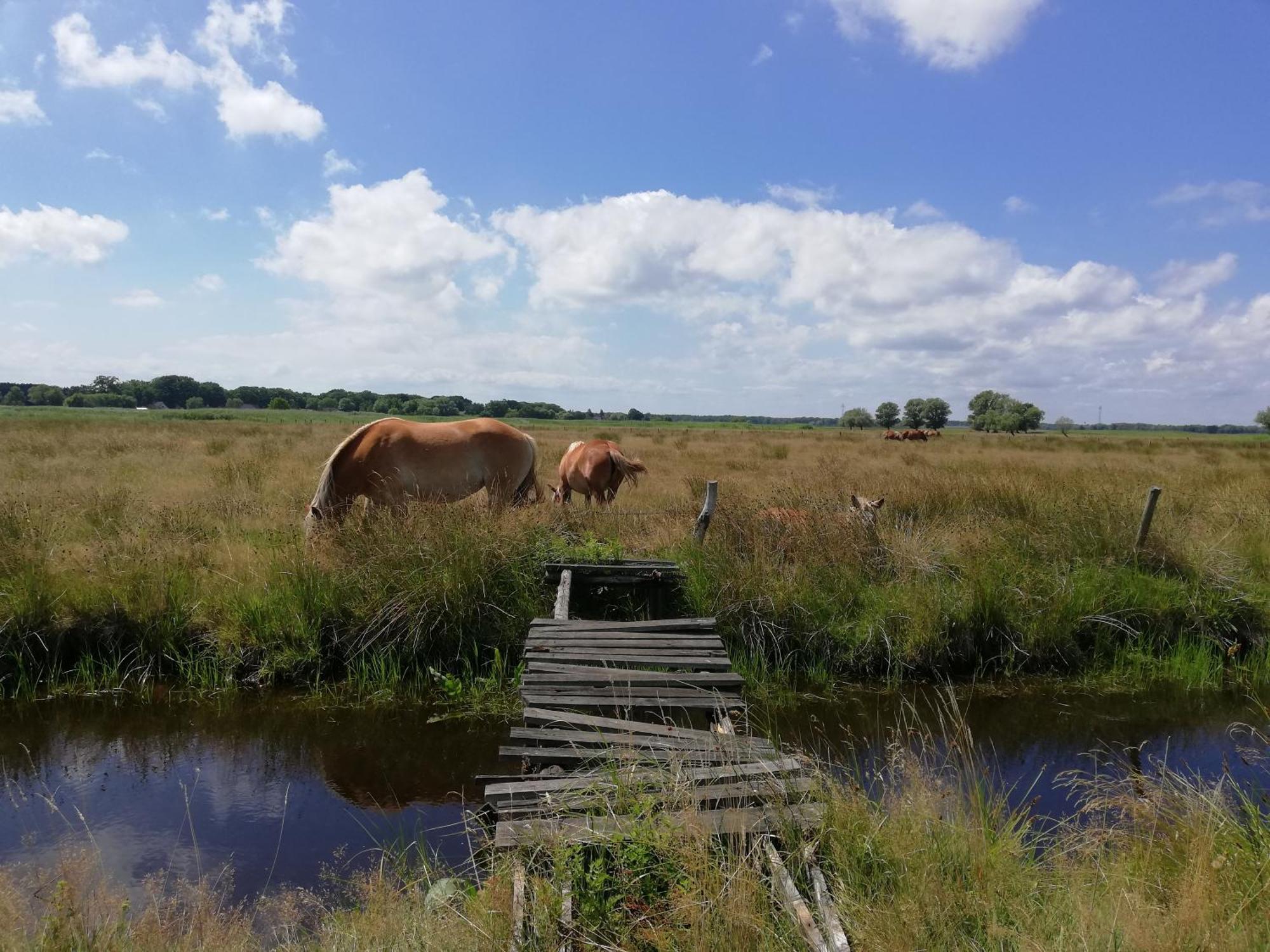 Dom Goscinny Ptaszarnia - Natura-Free Parking Swinoujscie Luaran gambar